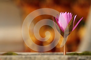 Pink lotus flower