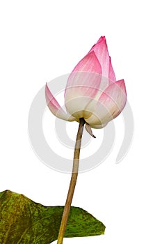 Pink lotus flower