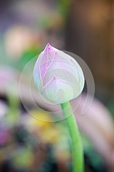 Pink lotus flower