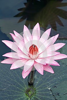 Pink Lotus Flower