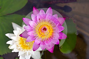 Pink Lotus flower beautiful lotus