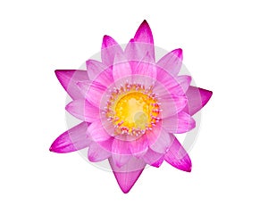 Pink Lotus flower beautiful lotus isolated on white background. Top view