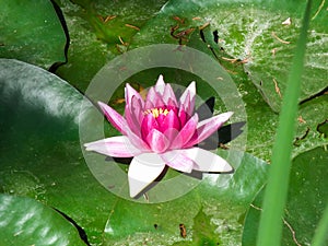 Pink Lotus Flower, Beautiful Water Lily Floating On Green Leaves, Blooming Pink Lotus Flower, Waterlily Image, Buddhism Symbol