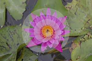 Pink lotus flower and bee