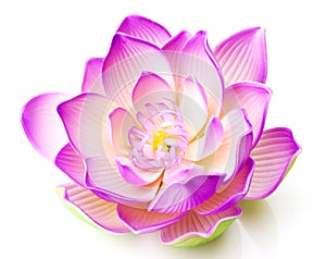 Pink lotus flower in bloom