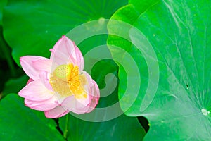 Pink lotus flower in bloom, Osaka, Japan