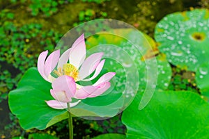 Pink lotus flower in bloom, Osaka, Japan