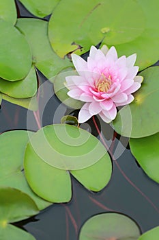 Pink Lotus flower bloom in pond,water lily in the public park.