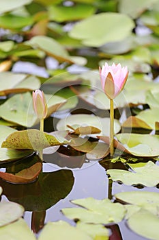 Pink Lotus flower bloom in pond,water lily in the public park.
