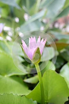 Pink Lotus flower bloom in pond,water lily in the public park.