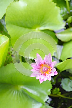 Pink Lotus flower bloom in pond,water lily in the public park.