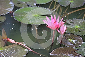 Pink Lotus flower bloom in pond,water lily in the public park.