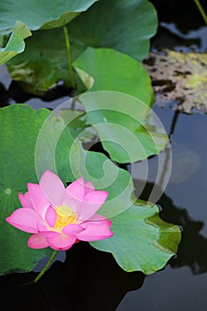 A pink lotus flower blooming among lush leaves in a pond with reflections on the smooth water