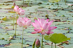 pink lotus flower blooming among lush leaves in pond under bright summer sunshine