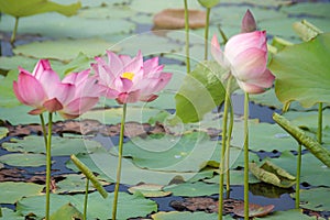 Pink lotus flower blooming among lush leaves in pond under bright summer sunshine, It is a tree species that is regarded as your