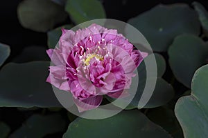 Pink lotus flower blooming in the pond on green leaves background