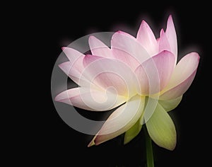 Pink lotus flower blossom in white and yellow