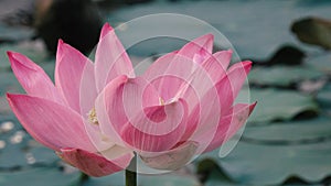 Pink lotus flower blowing in wind