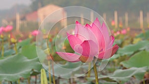 Pink lotus flower blowing in wind