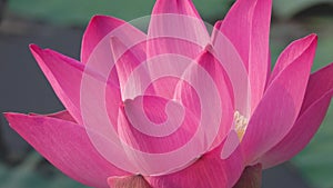 Pink lotus flower blowing in wind