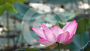 Pink lotus flower blowing in wind