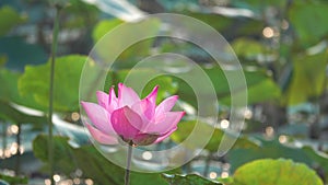 Pink lotus flower blowing in wind