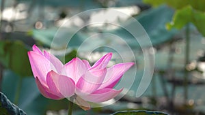 Pink lotus flower blowing in wind