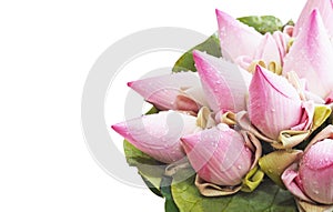 Pink lotus flower bouquet with leaf isolated on white background
