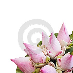 Pink lotus flower bouquet with leaf isolated on white background