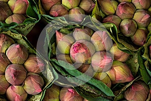 Pink Lotus flower bud