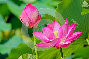 Pink lotus flower and bud