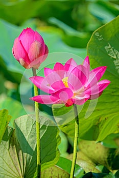 Pink lotus flower and bud