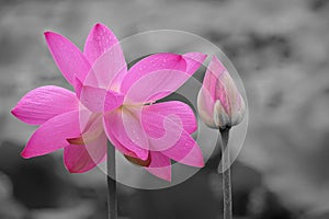 Pink lotus flower and bud