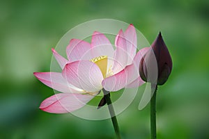 Pink Lotus flower with bud