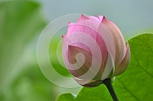 Pink lotus flower bud