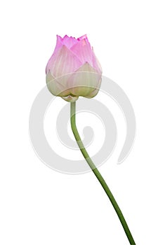 Pink lotus flower bud