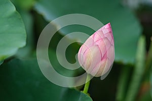 Pink lotus flower bud with blur green lotus leaf