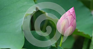 Pink lotus flower bud and blur green lotus leaf swaying in wind