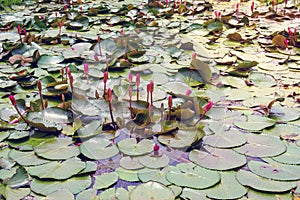 Pink lotus flower bud  in pond