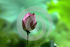 Pink lotus flower bud