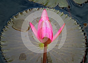 Pink lotus flower bud ready to bloom in a pond at botanical Moir Gardens, Poipu, Kauai, Hawaii, USA