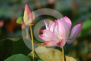 Pink Lotus Flower and Bud in The Sunshine