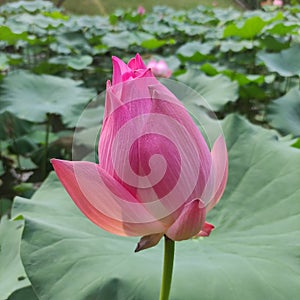 Pink lotus flower bud waiting to bloom, with leaves in the background