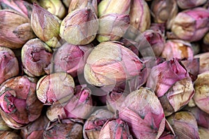 Pink lotus flower buds