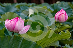 Pink Lotus Flower buds. Yokohama, Kanagawa Prefecture Japan.