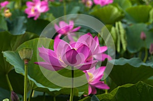 Pink lotus flower, close-up