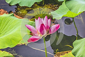 Pink Lotus Flower Close Up Beijing China