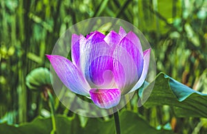 Pink Lotus Flower Close Up Beijing China