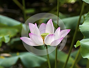 Pink Lotus Flower Close Up Beijing China