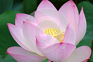 Pink Lotus flower